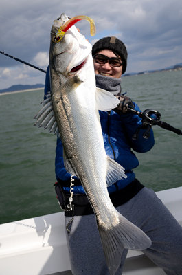 シーバス(スズキ)