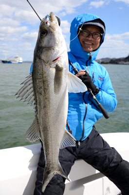 シーバス(スズキ)