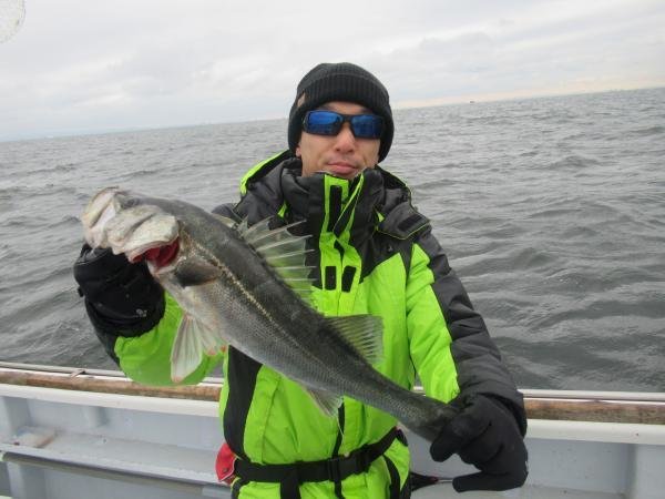 シーバス(スズキ)