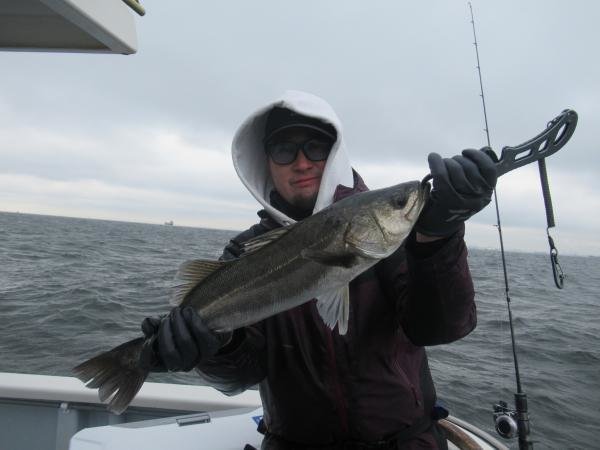 シーバス(スズキ)