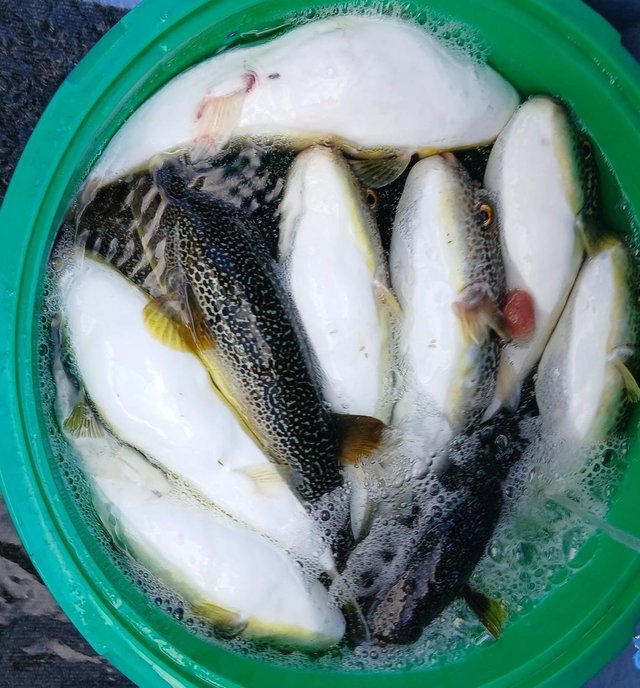 ショウサイフグ