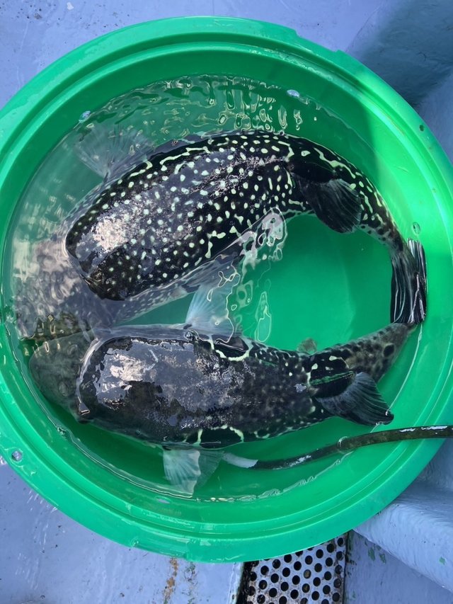 ショウサイフグ