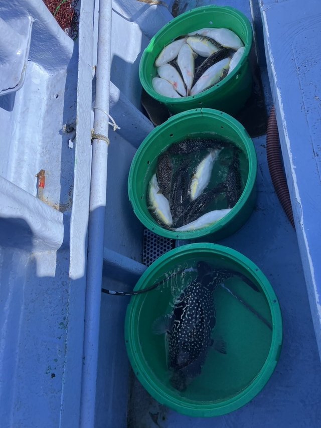 トラフグ・ショウサイフグ