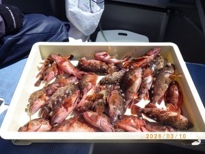 カサゴ