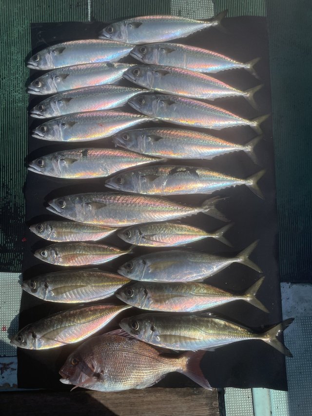 マダイ・マアジ・マサバ