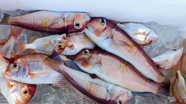 キダイ・アマダイ(アカアマダイ)