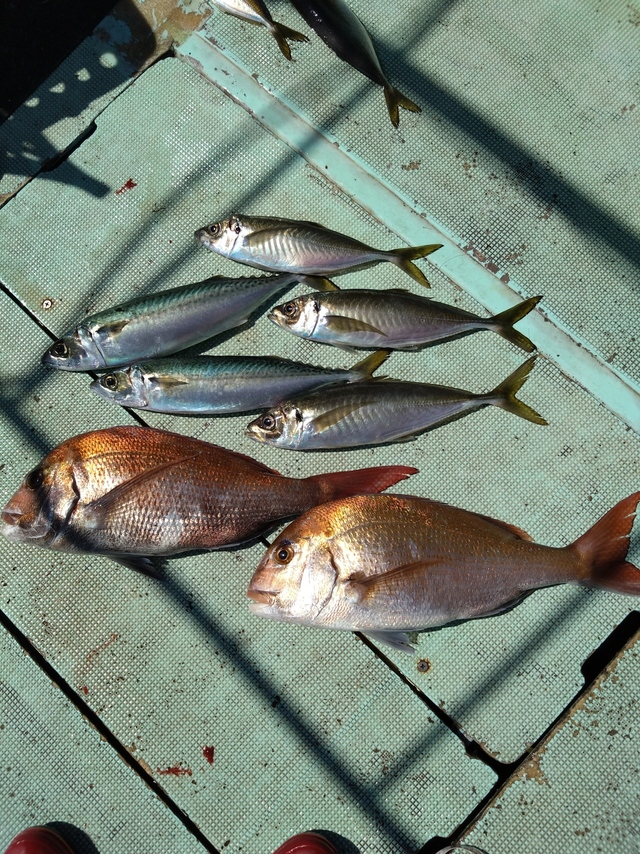 タイ(マダイ)・アジ(マアジ)・サバ(マサバ)