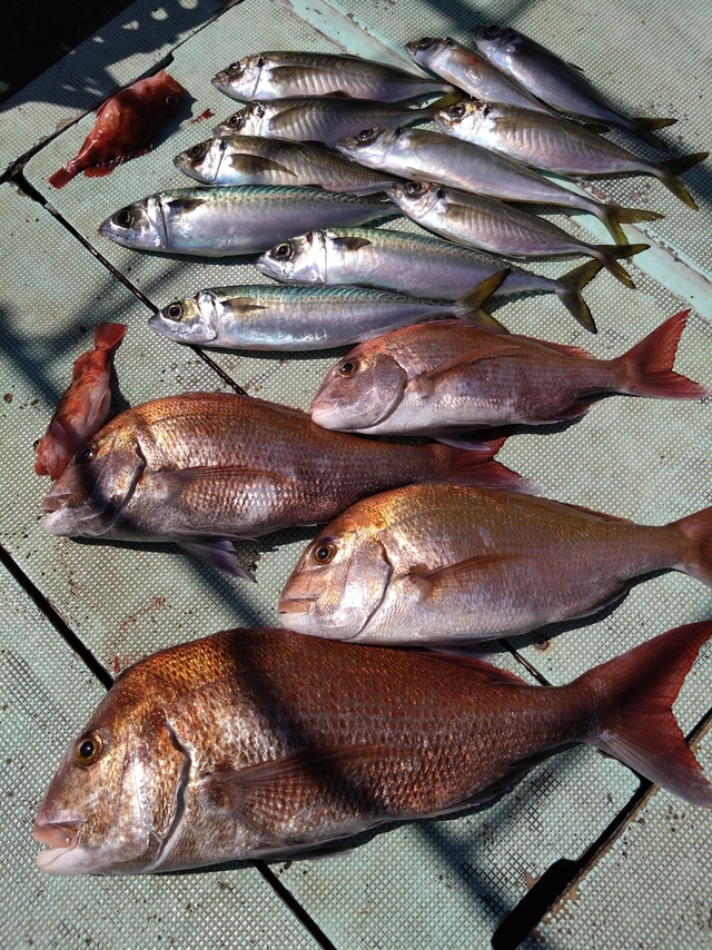 タイ(マダイ)・アジ(マアジ)・サバ(マサバ)