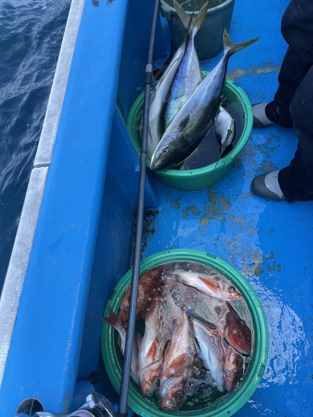 イナダ(ブリ)・メバル・ホウボウ