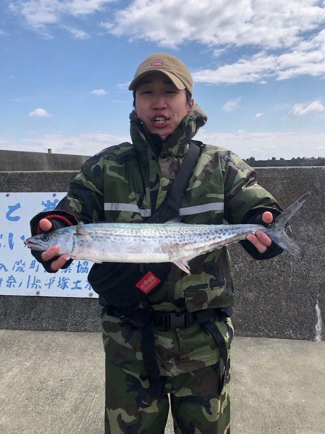 サゴシ(サワラ)