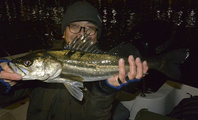 シーバス(スズキ)