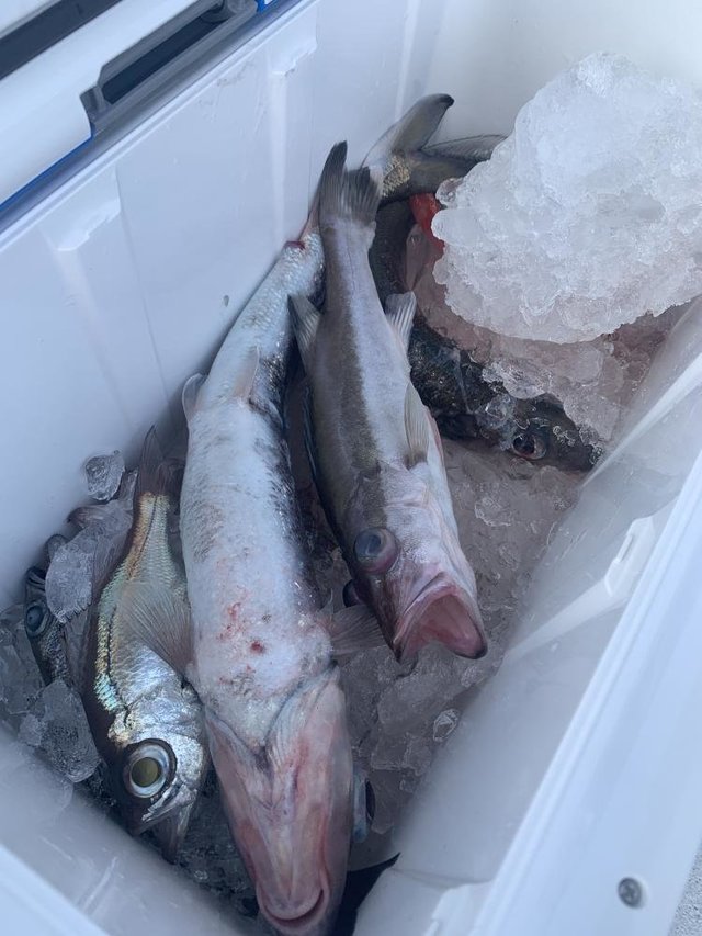 クロムツ・シロムツ(オオメハタ)