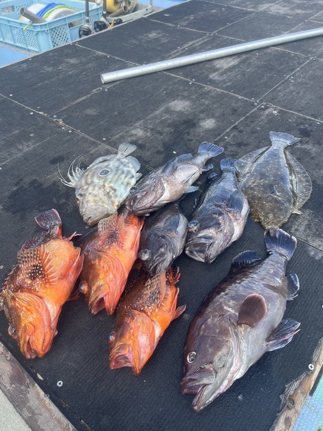 マハタ・ヒラメ