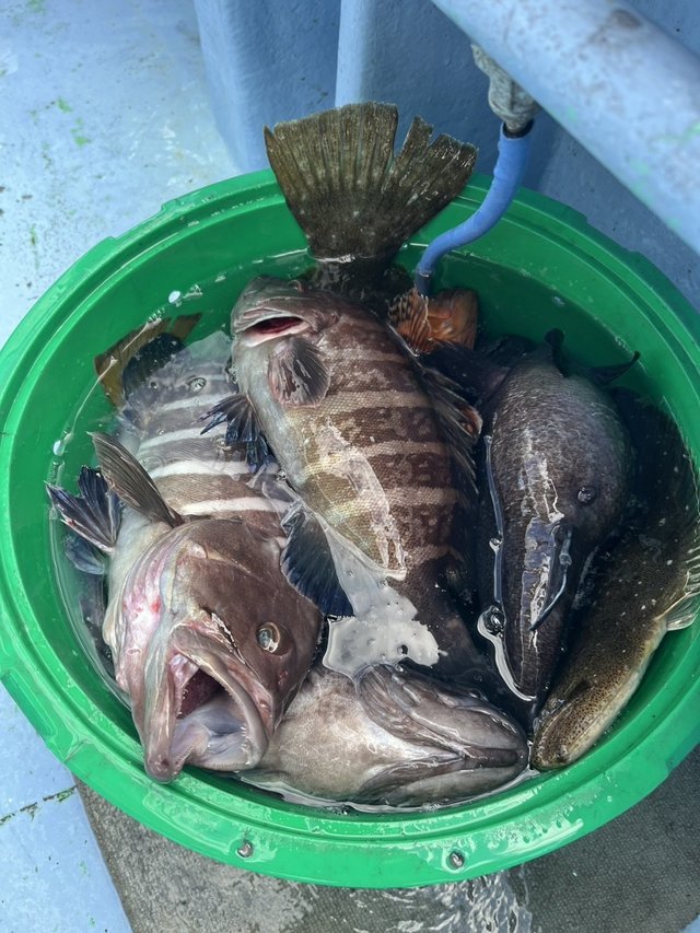 マハタ・ヒラメ