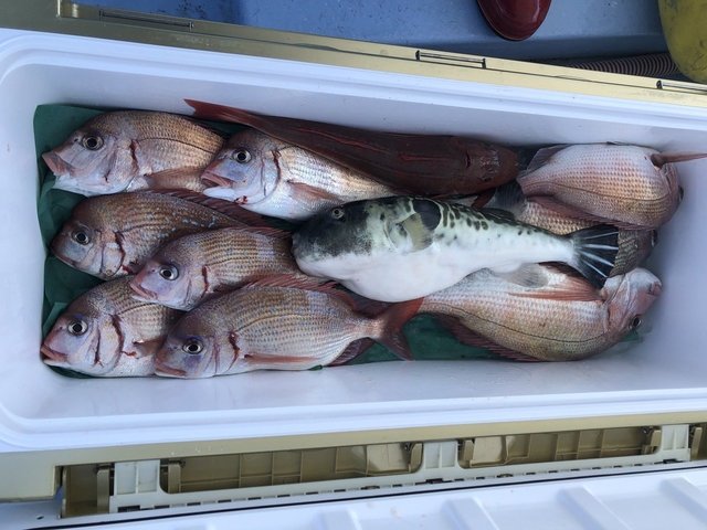 ハナダイ(チダイ)・トラフグ