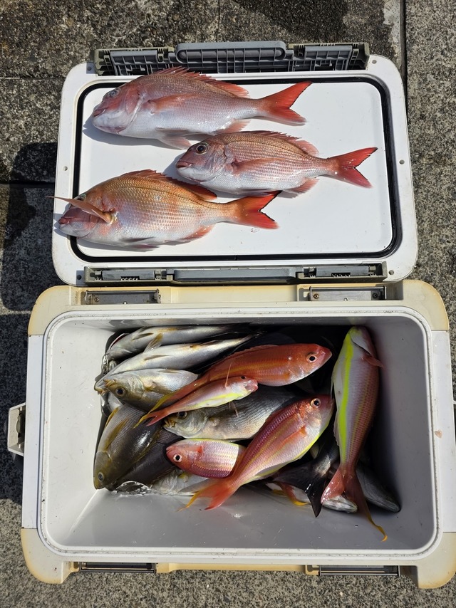 マダイ・イサキ