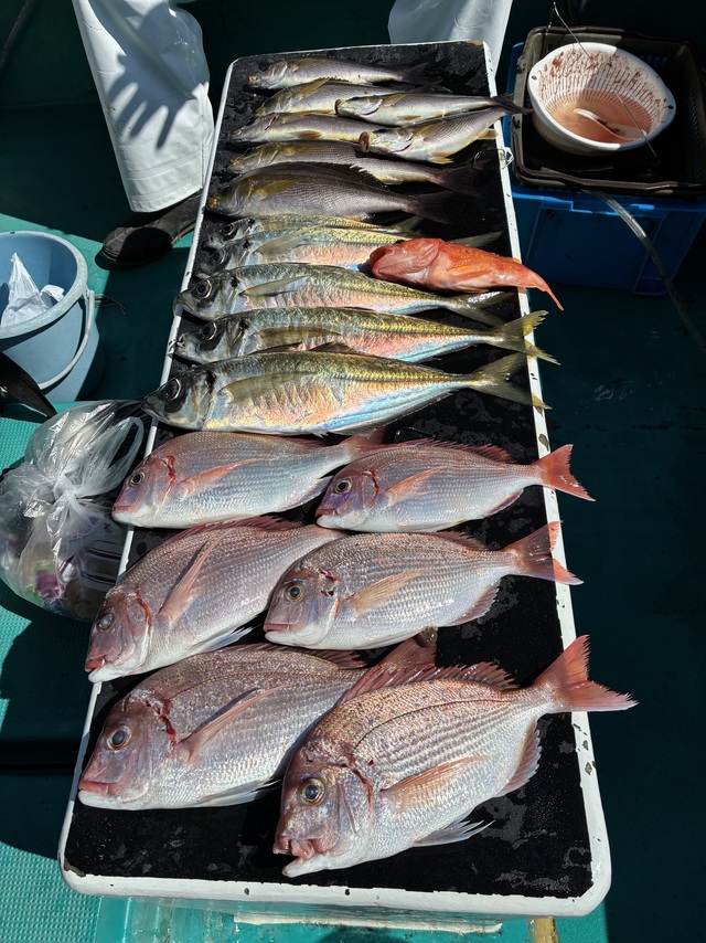 チダイ・マアジ・イサギ(イサキ)