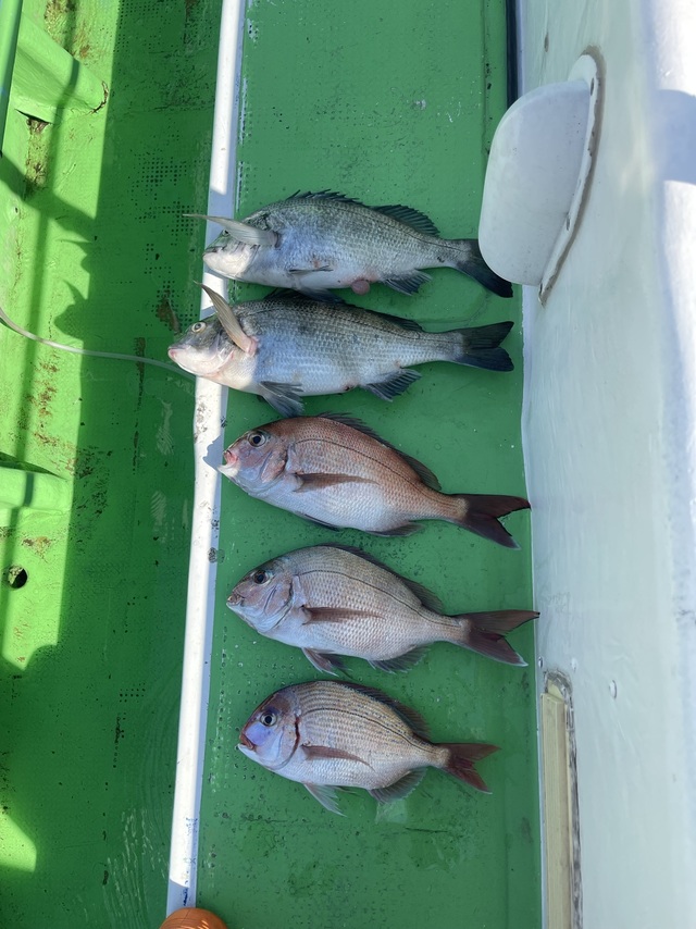 マダイ・クロダイ