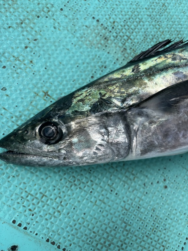 サゴシ(サワラ)