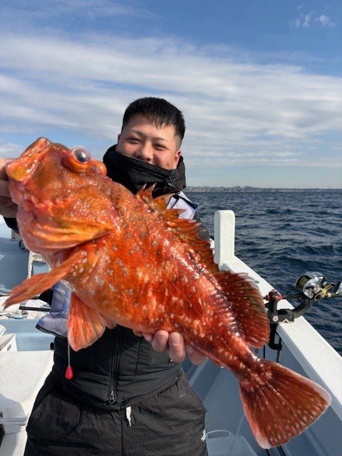 カンコ(ウッカリカサゴ)