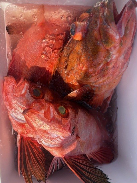 キントキ(チカメキントキ)・カンコ(ウッカリカサゴ)