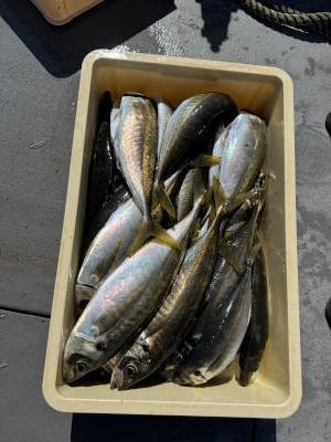 マアジ・イサキ