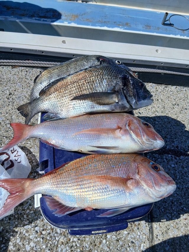 マダイ・クロダイ