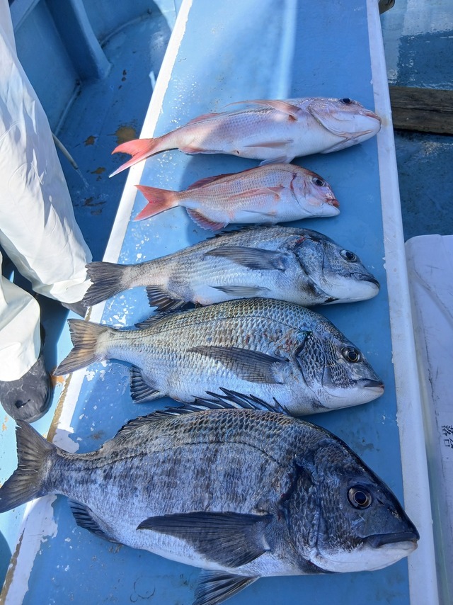 マダイ・クロダイ