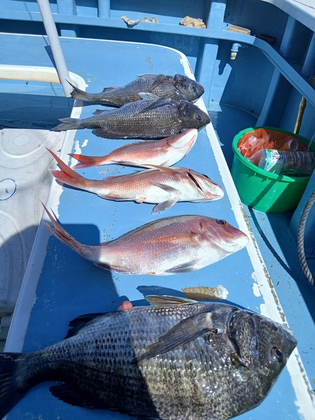 マダイ・クロダイ