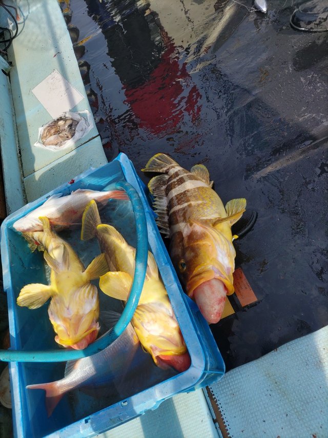 キダイ・アオハタ