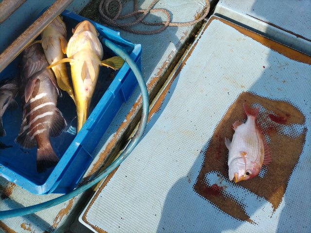 キダイ・マハタ・アオハタ