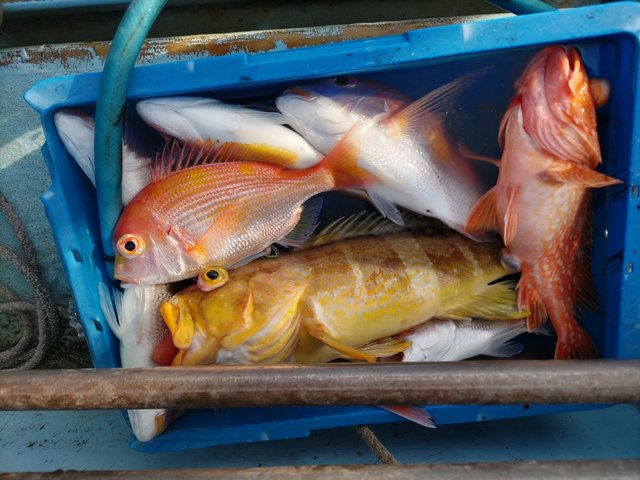 アオハタ・カサゴ