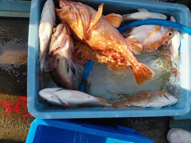 キダイ・カサゴ