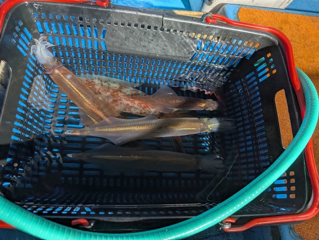 ヤリイカ・スルメイカ