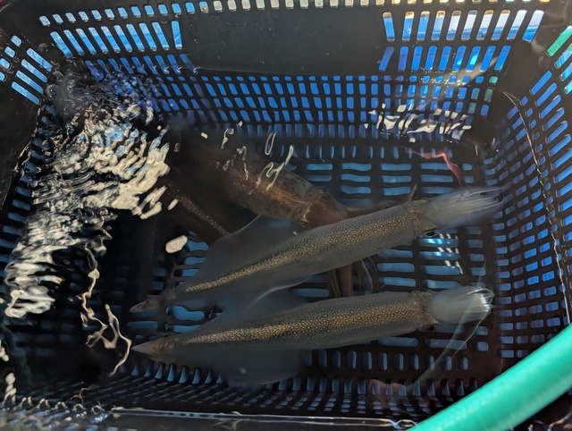 ヤリイカ・スルメイカ