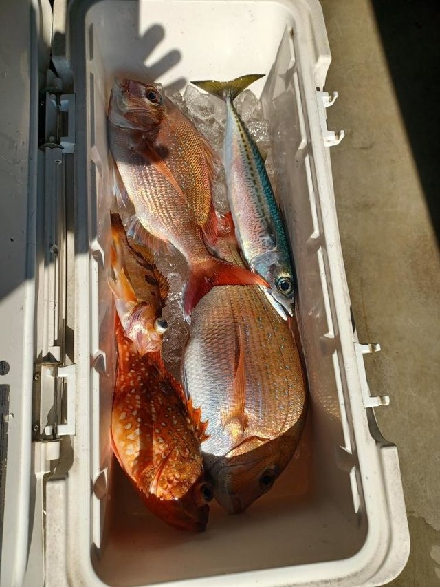 マダイ・カサゴ・サバ(ゴマサバ)