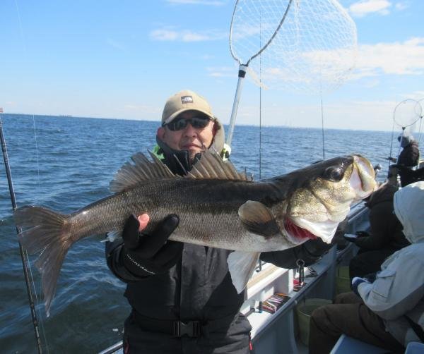 シーバス(スズキ)