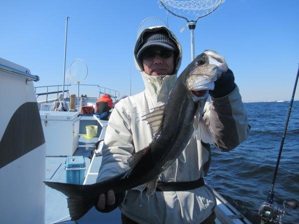 シーバス(スズキ)