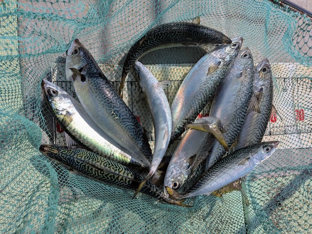 アジ(マアジ)・マサバ