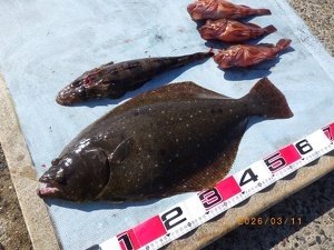 カサゴ・ワニゴチ・ヒラメ
