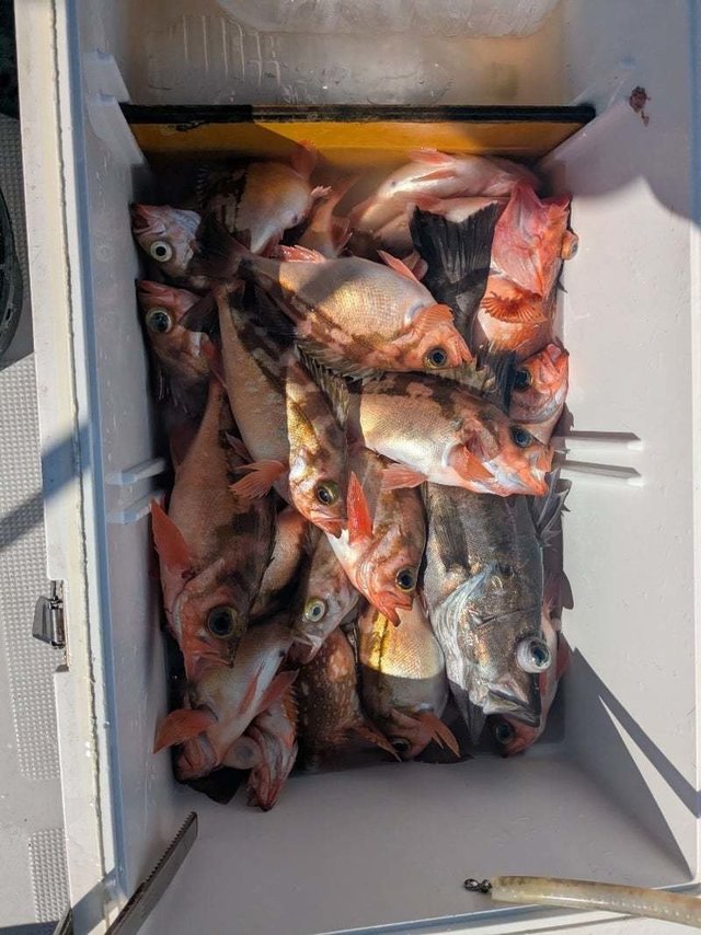 ウッカリカサゴ・メバル