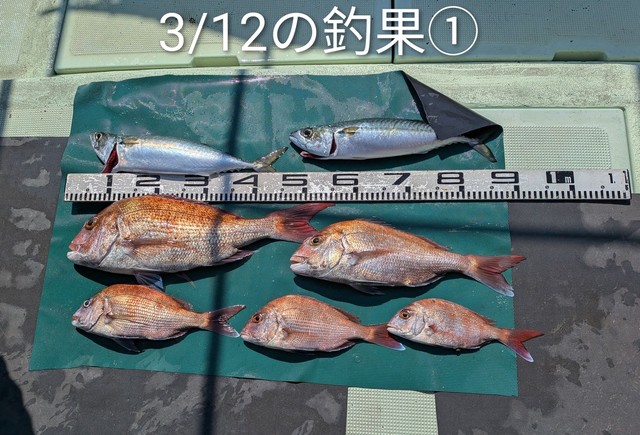 マダイ・マサバ