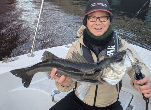 シーバス(スズキ)