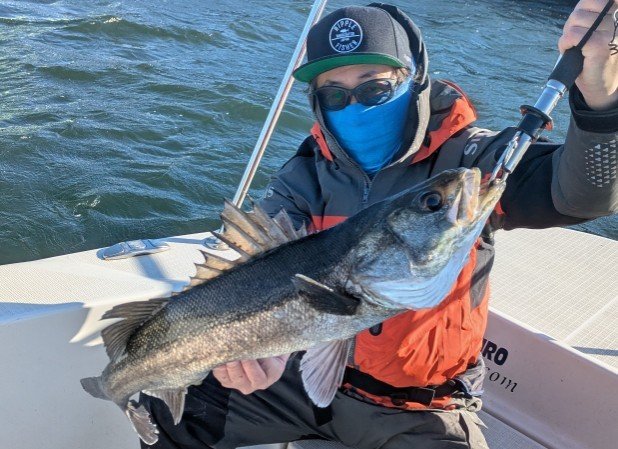 シーバス(スズキ)