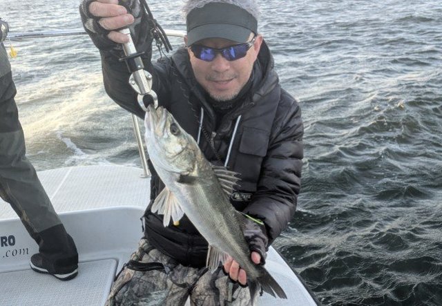 シーバス(スズキ)