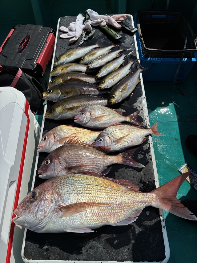 マダイ・チダイ・マアジ・イサギ(イサキ)