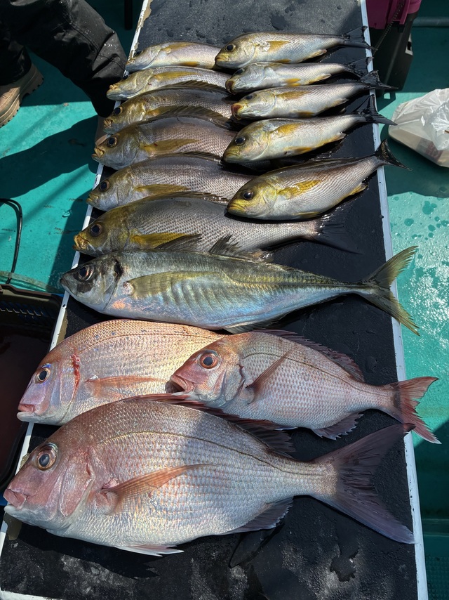 マダイ・チダイ・マアジ・イサギ(イサキ)