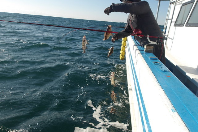 メバル(ウスメバル)