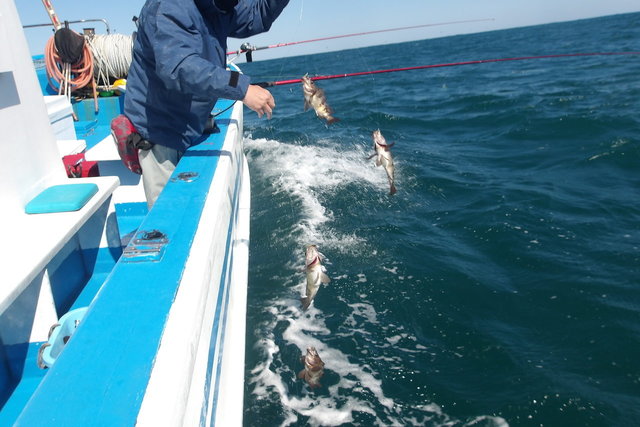 メバル(ウスメバル)