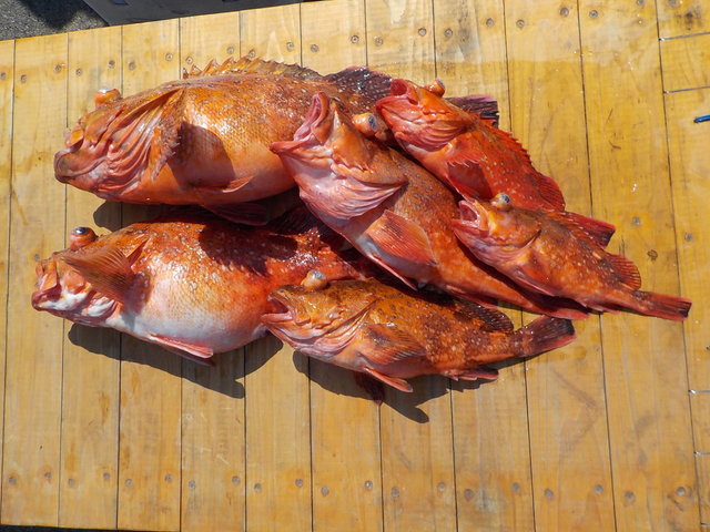 カンコ(ウッカリカサゴ)